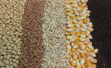 عاملان تغییر قیمت نهاده های وارداتی